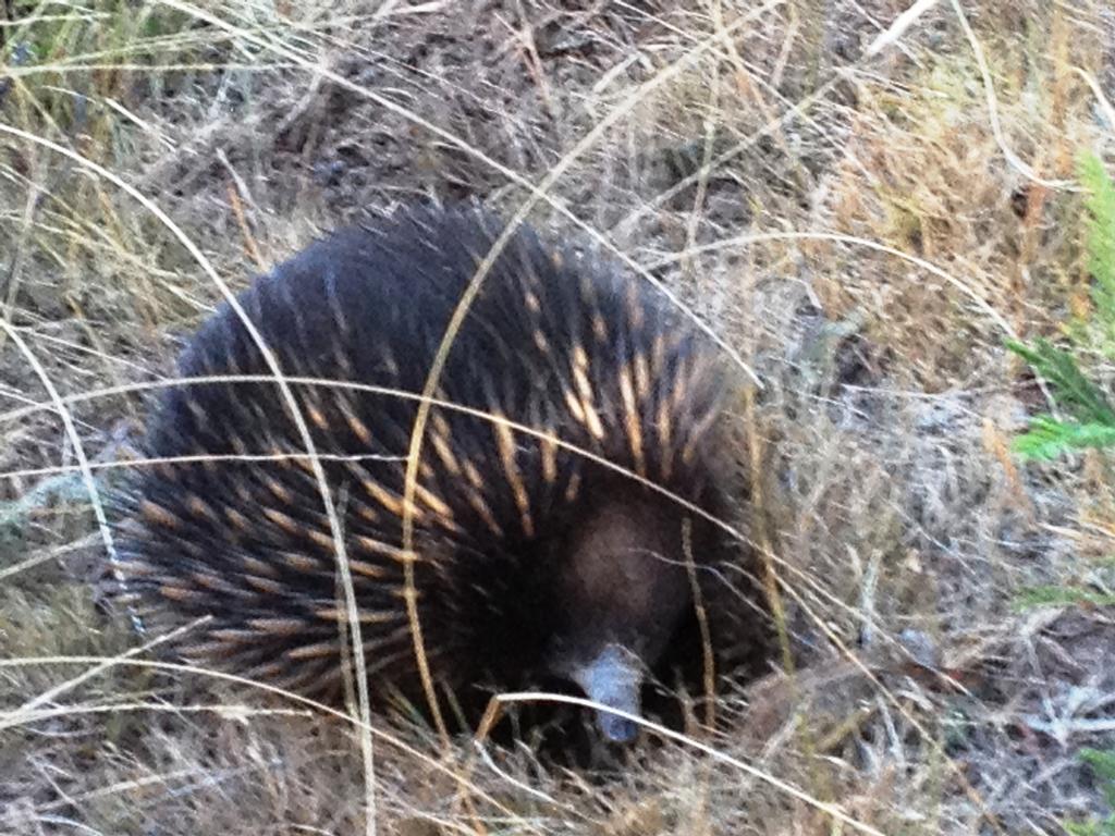 Countryside Retreat Romantic Tranquil Native Wildlife Township Hepburn - Daylesford 赫本温泉 外观 照片