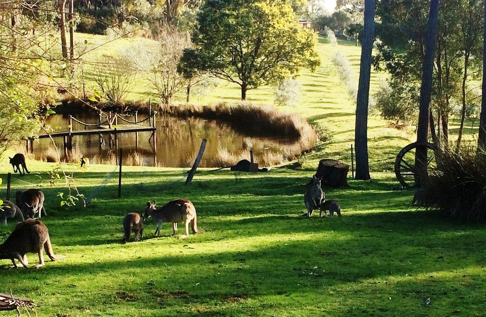 Countryside Retreat Romantic Tranquil Native Wildlife Township Hepburn - Daylesford 赫本温泉 外观 照片