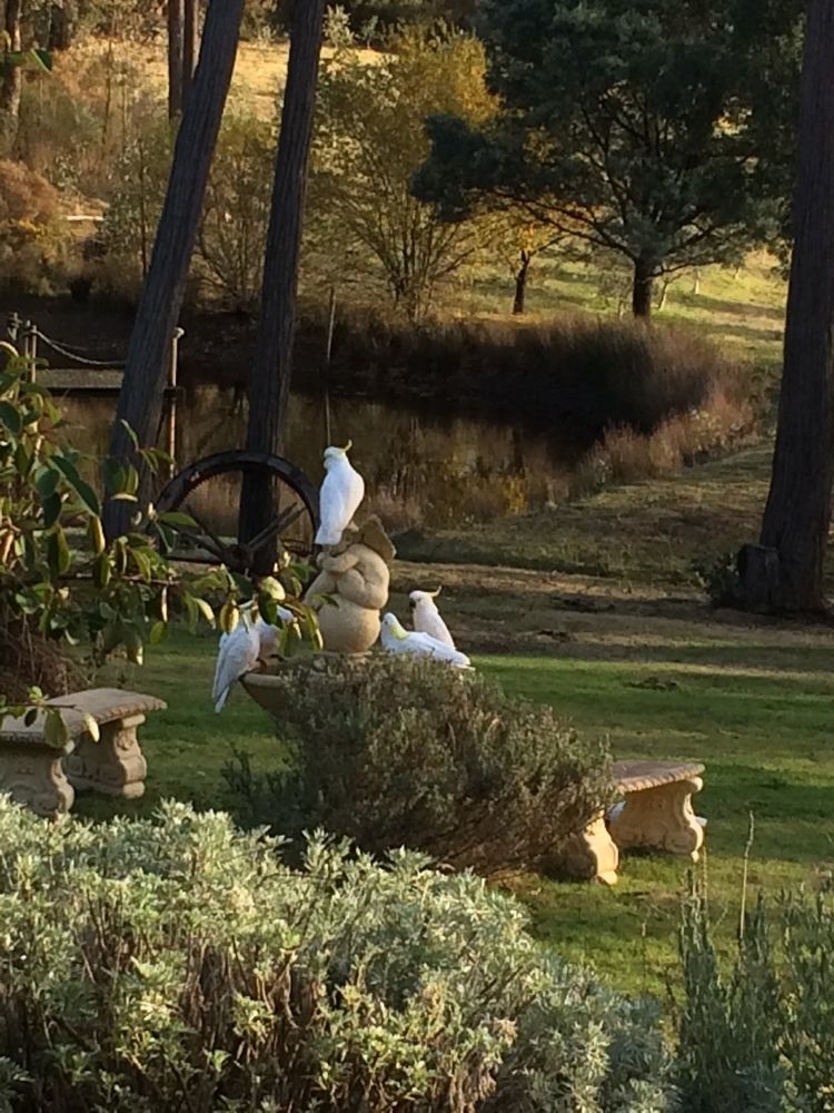 Countryside Retreat Romantic Tranquil Native Wildlife Township Hepburn - Daylesford 赫本温泉 外观 照片